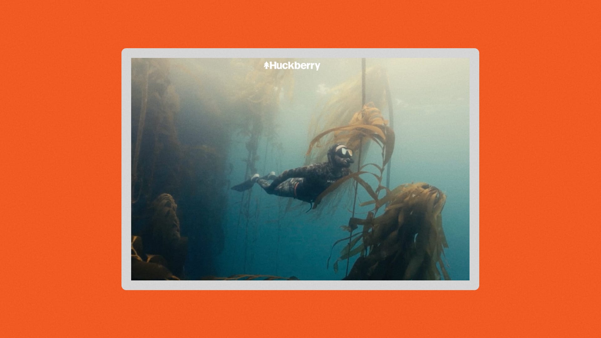 A man snorkeling in a kelp forest.